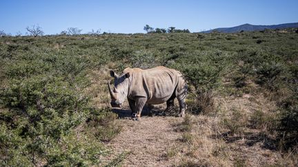 Un rhinocéros en Afrique du Sud, le 5 avril 2023. (MICHELE SPATARI / AFP)