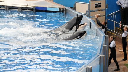 Des orques&nbsp;du parc Seaworld d'Orlando (Floride),&nbsp;dont Tilikum, le 30 mars 2011. (GERARDO MORA / GETTY IMAGES NORTH AMERICA / AFP)