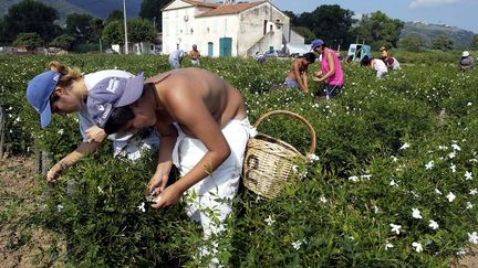 Les savoir-faire liés aux parfums de Grasse inscrits à l'Unesco