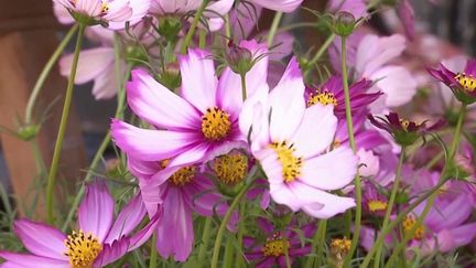 Le bouquet de fleurs est le cadeau le plus répandu pour la fête des mères, dimanche 29 mai. Et quand elles sont françaises et naturelles, c'est encore mieux !&nbsp; (FRANCE 3)