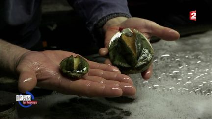 VIDEO. "13h15". La terrine d'ormeaux de Groix contribue au rayonnement de l'île bretonne au-delà des mers...