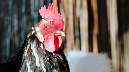 Coq accusé de chanter trop fort : en Isère, la notion de "campagne" au cœur d'un conflit de voisinage