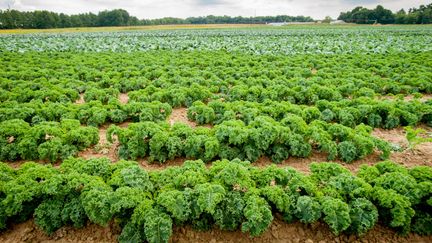 Plantation de chou kale.&nbsp; (VW PICS / UNIVERSAL IMAGES GROUP EDITORIAL / GETTY IMAGES)