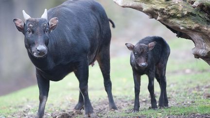 Un anoa au zoo de Berlin, le 9 novembre 2012. (MAURIZIO GAMBARINI / DPA)