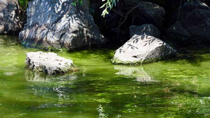 Un plan d'eau tournant anormalement au vert à cause d'une efflorescence de phytoplancton (photo d'illustration). (UKRINFORM / MAXPPP)