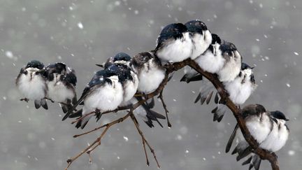 Le printemps, c'est pas maintenant! A Pembroke (New York), il neige et les oiseaux tentent de se tenir chaud, le 23 avril 2012. (DAVID DUPREY / AP / SIPA)