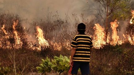 10 millions d'hectares de forêts ont été détruits en Indonésie par les incendies en 2015. (AFP/Bay Ismoyo)