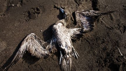 Un oiseau retrouv&eacute; mort sur la plage de Concepcion (Chili), le 18 mai 2015. (PAOLO AVILA / AFP)