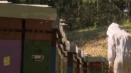 Les abeilles vont pouvoir changer d'air : les apiculteurs les déplacent en fonction des floraisons. Il s'agit du même principe que la transhumance. (France 3)