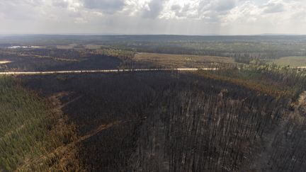 Des arbres brûlés par des incendies près d'Entrance, dans la province canadienne de l'Alberta, le 10 mai 2023. (MEGAN ALBU / AFP)