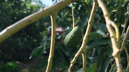 Agriculture : l’avocat, le nouveau fruit corse (France 2)