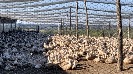 Un élevage de canards à&nbsp;Sainte-Foy-de-Longas (Dordogne) le 14 octobre 2021 (EMMANUEL CLAVERIE / FRANCE BLEU PÉRIGORD / RADIO FRANCE)