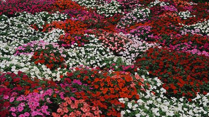 Un parterre d'impatiens, du blanc au rouge et au rose... (VISIONS OF AMERICA / UNIVERSAL IMAGES GROUP EDITORIAL / GETTY IMAGES)