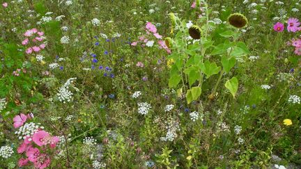 Prairie fleurie en été.&nbsp; (DIMITRI KALIORIS / ISABELLE MORAND / RADIO FRANCE)