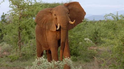 Un &eacute;l&eacute;phant dans le parc de Tsavo au Kenya, le 7 janvier 2012. (GERARD GUITTOT / PHOTONONSTOP / AFP)