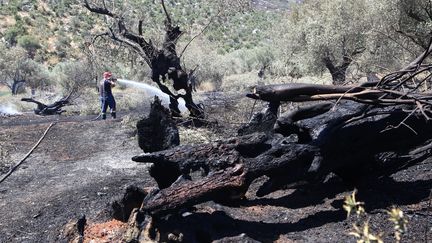 Un pompier&nbsp;lutte contre l'incendie qui ravage l'oliveraie d'Amfissa (Grèce), le 5 juillet 2022. (PANAGIOTIS PRAGIANNIS / ANA-MPA / AFP)