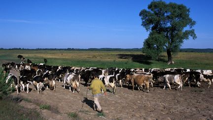 Des bovins paturent à&nbsp;Sieradz (Pologne), le 2 juin 2004. (MAXPPP)