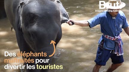 Des images filmées en Thaïlande par l'ONG Moving Animals dénoncent une maltraitance sur des éléphantaux dans le but de divertir les touristes.