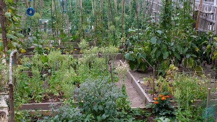 Au jardin "La Source" coexistent les parcelles individuelles et collectives.&nbsp; (ISABELLE MORAND / DIDIER HIRSCH / RADIO FRANCE / FRANCE INFO)