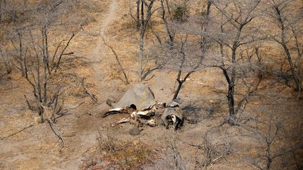 Vue aérienne du cadavre d'un éléphant tué avec 86 autres dans la région de Mababe au nord du Botswana (19 septembre 2018). (SIPHIWE SIBEKO /REUTERS)