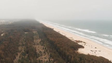 Ils sauvent la planète : les arbres sur Sénégal contre l'avancée de la mer