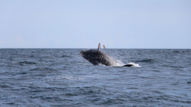 &nbsp; (Baleine au large de Madagascar)