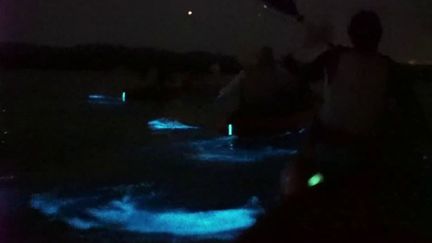 Porto Rico : sur l'île de Vieques, des planctons bioluminescents illuminent les eaux