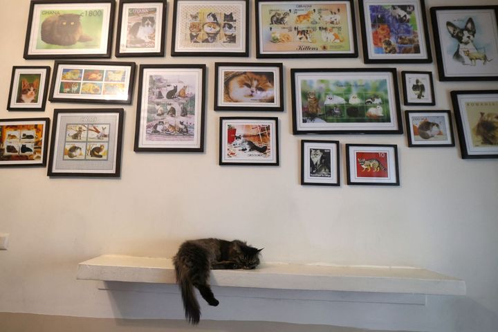 Les chats font la sieste sous la bonne garde des tableaux exposés (ATTA KENARE / AFP)