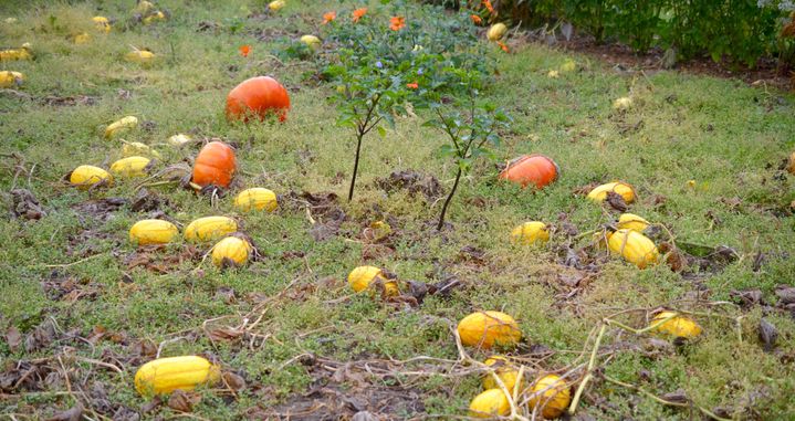 Potager de Saint-Jean de Beauregard (ISABELLE MORAND / RADIO FRANCE)