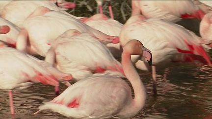 La parade nuptiale des flamants roses