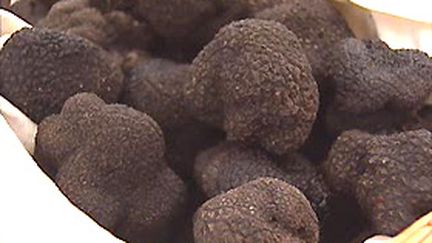 Truffes françaises, dites "diamants noirs". (France 2)