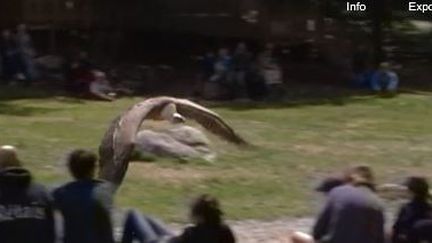 Parc du Mercantour : à la découverte des rapaces