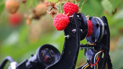 Un robot cueilleur de framboises, de fraises et de raisins... (FIELDWORK ROBOTICS)