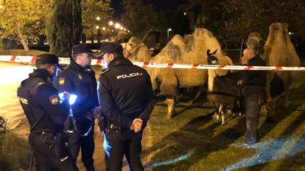 Huit chameaux et un lama ont été interceptés par la police espagnole alors qu'ils déambulaient dans les rues de Madrid, le 5 novembre 2021. (POLICE NATIONALE ESPAGNOLE)