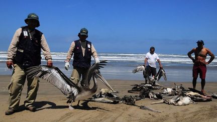 Ramassage de milliers de p&eacute;licans morts, &eacute;chou&eacute;s&nbsp;sur la plage de Chiclayo (P&eacute;rou), le 8 mai 2012. (HEINZ PLENGE / EPA / MAXPPP)