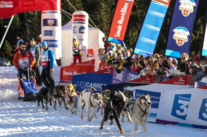 Un musher et ses chiens de tra&icirc;neaux au d&eacute;part de la Grande Odyss&eacute;e, le 12 janvier 2014. (CITIZENSIDE / CYRIL LITCHI / AFP)