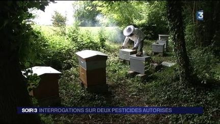 Les apiculteurs s'inquiétent à propos de deux pesticides. (FRANCE 3)