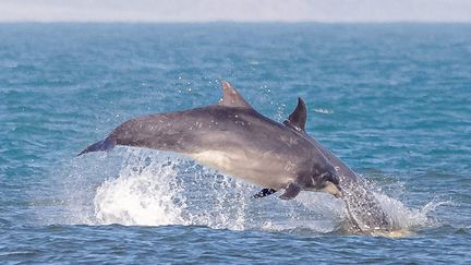 Des dauphins à Greyhope Bay, Aberdeen, en Écosse au Royaume-Uni, le 16 février 2023. (MEDIADRUMIMAGES / MARKDEANS / MAXPPP)