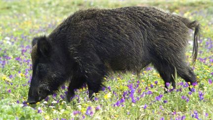 La chasse au sanglier est interdite dans les parcs nationaux et régionaux. (BRUNO MANUNZA / AGF / PHOTONONSTOP)