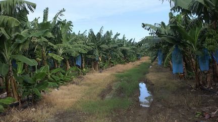 Bananeraie sur l'ile de Grande-Terre (Guadeloupe). (CHRISTIAN WATIER / MAXPPP)