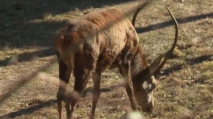 Alpes-Maritimes : un cerf sauvage, nouvelle mascotte du village de Saint-Etienne-de-Tinée