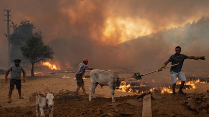 Des hommes rassemblent leurs animaux pour fuir&nbsp;les incendies à Mugla (Turquie), le 2 août 2021. (YASIN AKGUL / AFP)