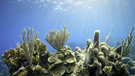 Environnement  : l'incroyable résistance des coraux du golfe d'Aqaba