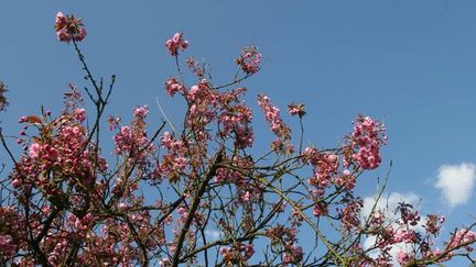 &nbsp; (Cerisier en fleur © Maxpp)