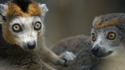 Deux l&eacute;murs au zoo de la Haute Touche, le 18 juillet 2014. (GUILLAUME SOUVANT / AFP)