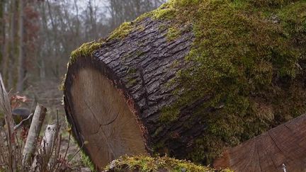 Moselle : un pilleur présumé de forêt interpellé, il risque 7 ans de prison