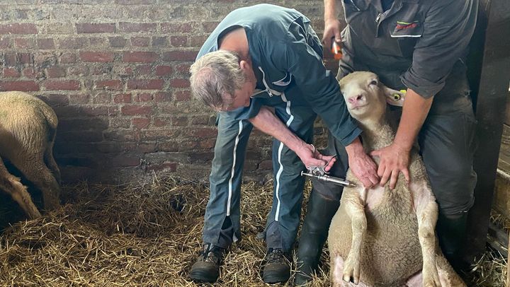 Thierry Cartier (à gauche) et son salarié qui vaccinent leurs brebis contre la fièvre catarrhale, dans leur élevage à Irles, dans la Somme. (LAURIANE DELANOË / RADIO FRANCE)