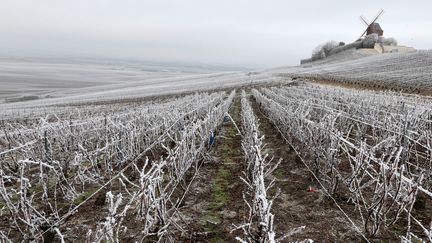 Les vignes de Champagne recouvertes de&nbsp;givre à Verzenay (Marne), le 1er janvier 2017. (FRANCOIS NASCIMBENI / AFP)