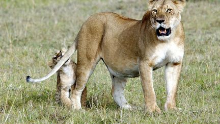 Une lionne et son petit au Kenya, le 13 d&eacute;cembre 2012. (CATERS NEWS AGENCY / SIPA)