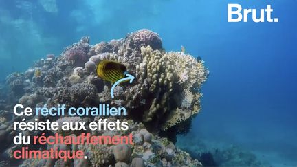 Alors que les coraux du monde entier s'éteignent à cause de la hausse des températures, le récif corallien du golfe d'Aqaba est florissant. Voilà pourquoi.